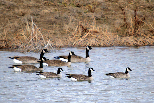 Canada Geese & Cackling Geese