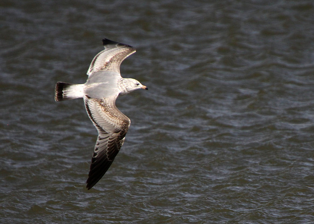 1st Year Ring-Billed Gull