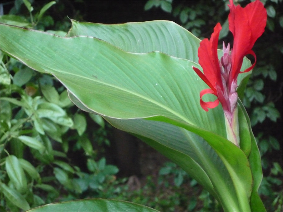 Flor roja entre hojas e