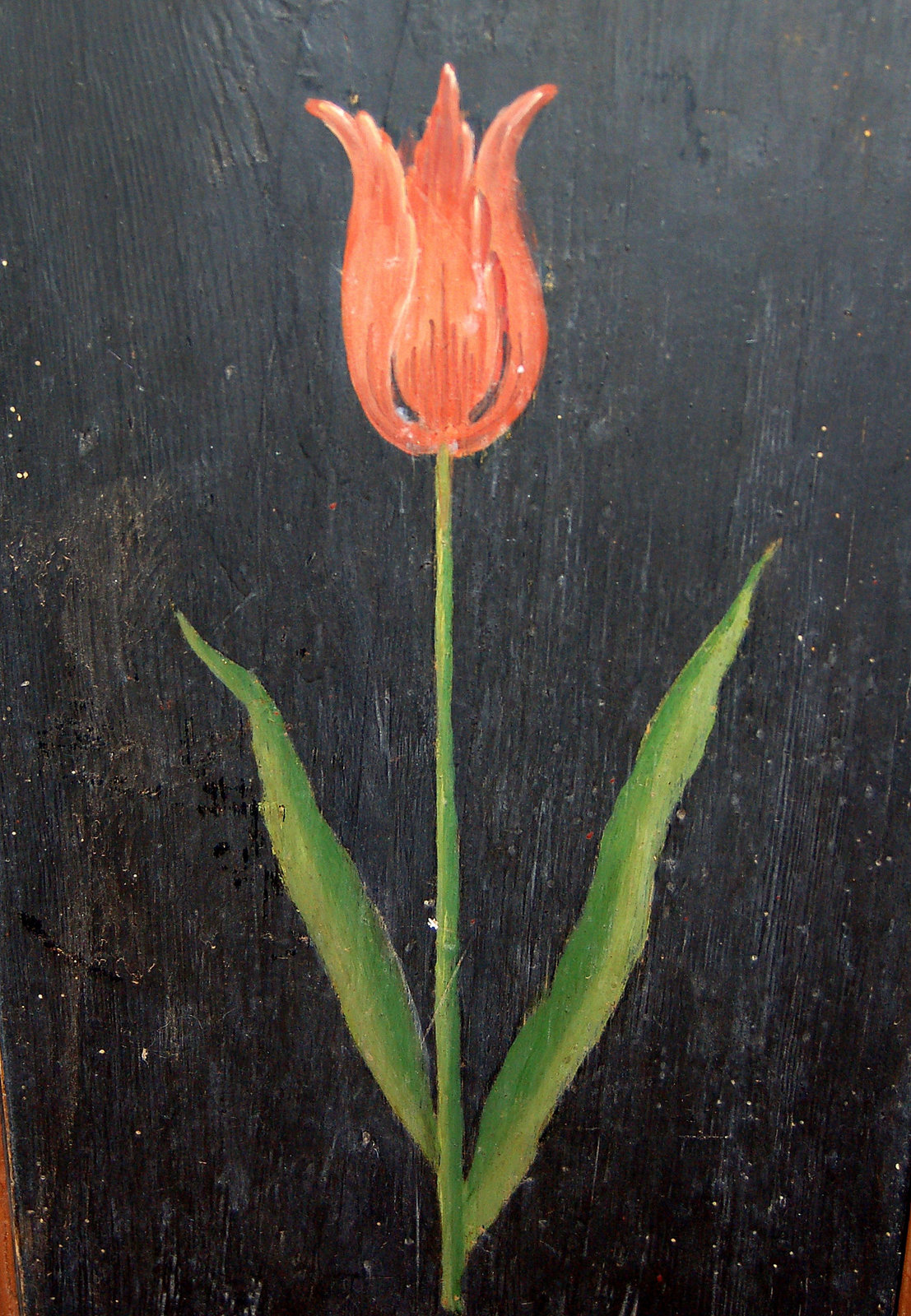 tulipo