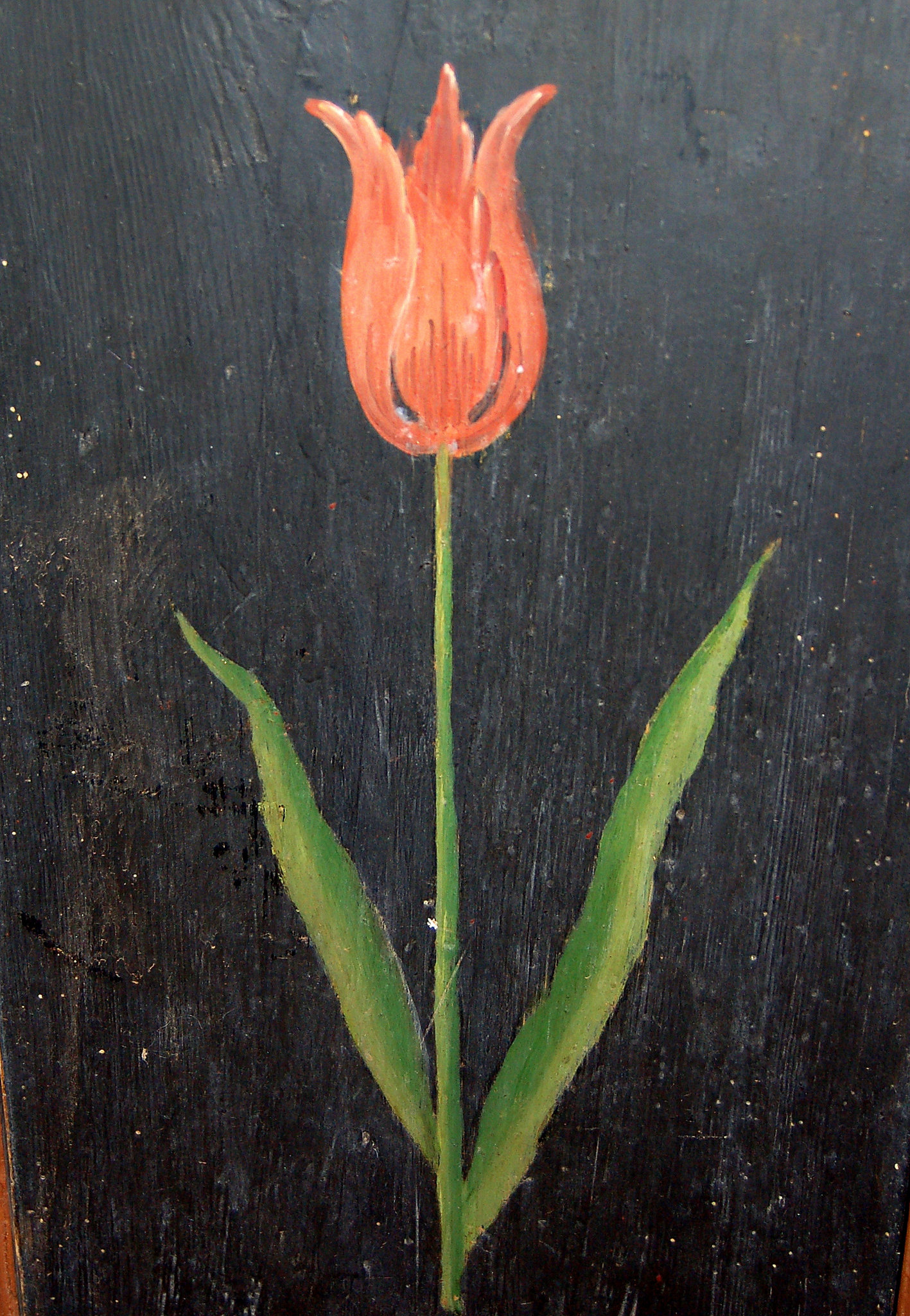 tulipo