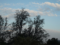 Arboles y cielo claro