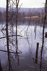 Swamp in Richmond, Massachusetts IV