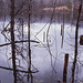 Swamp in Richmond, Massachusetts IV