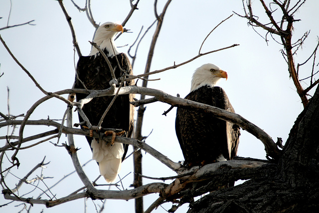 Bald Eagles