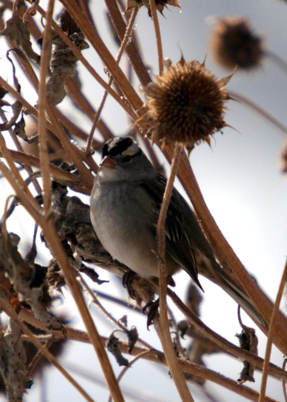 White-Crowned Sparrow