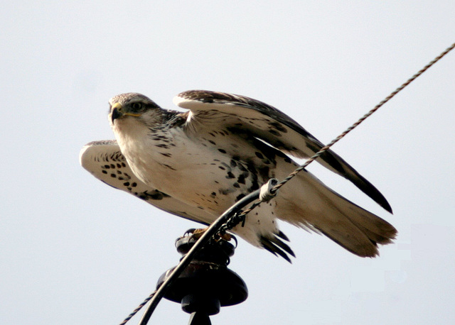 Ferruginous Hawk