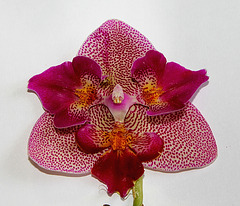Pélorisme d'un Phalaenopsis hybride