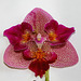 Pélorisme d'un Phalaenopsis hybride