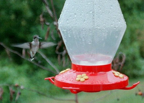 Ruby-Throated Hummingbird