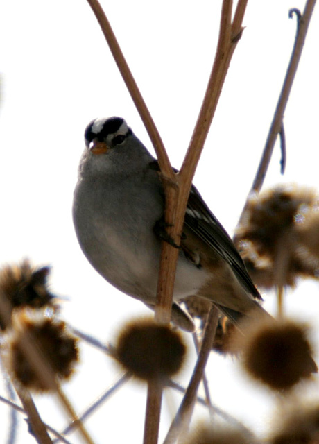 White-Crowned Sparrow