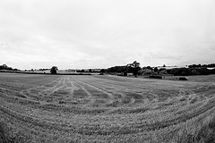 Hertfordshire field
