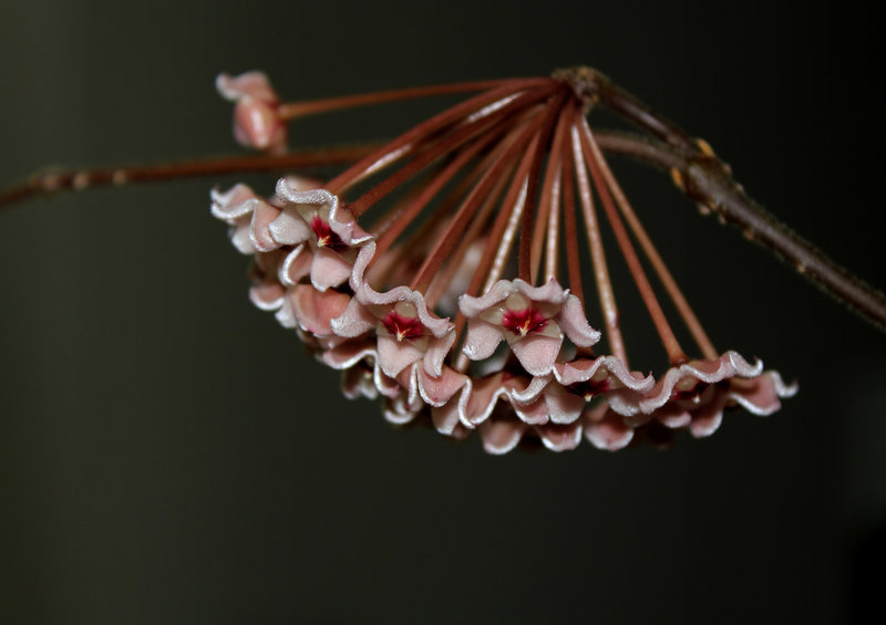 Hoya carnosa