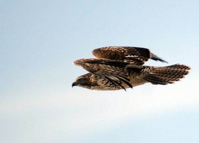 Red-Tailed Hawk