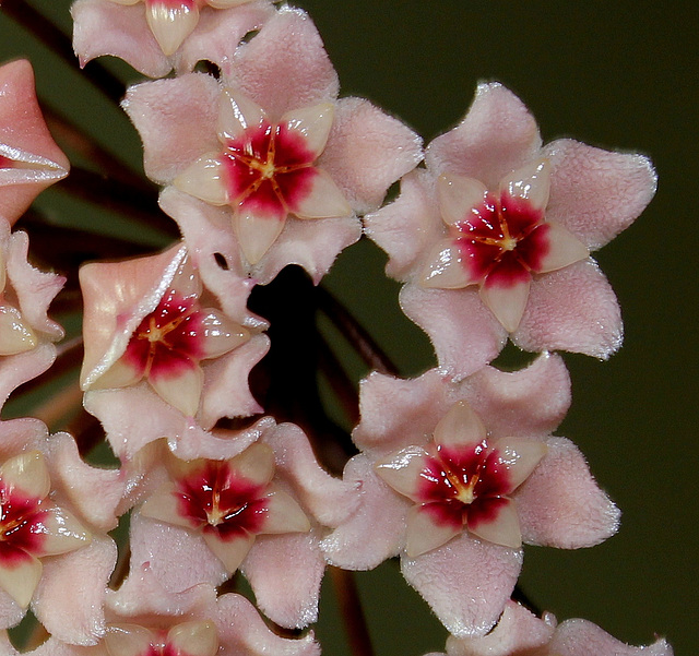 Hoya carnosa