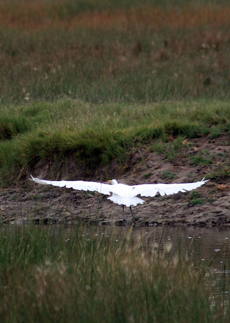 Great Egret