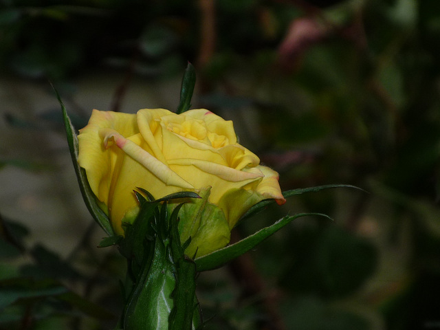 Rosa amarilla 1