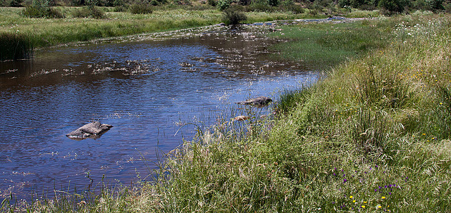 20120518 0241RAw [E] Rio Almonte