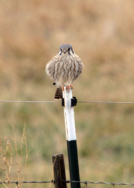 American Kestrel