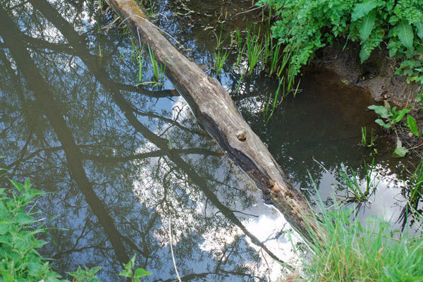 Reflection in the stream