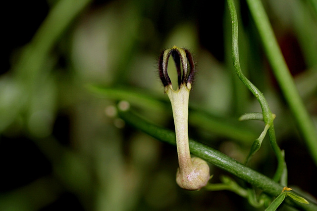 Ceropegia linearis ssp linearis  (3)