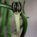 Ceropegia linearis ssp linearis  (2)