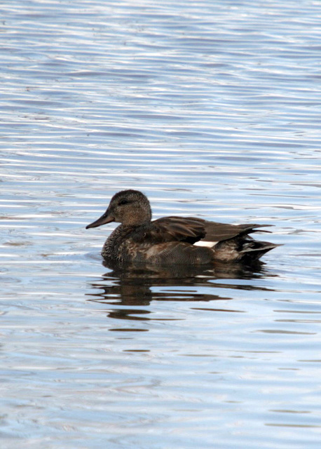 Gadwall