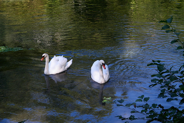 Cygnes