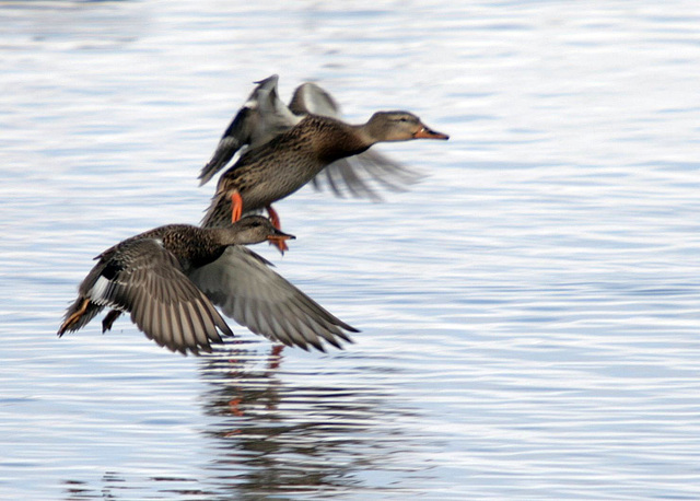 Gadwall and Mallard Females