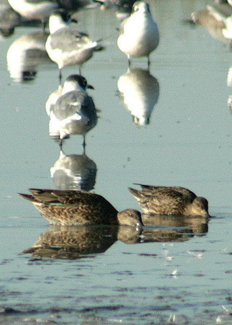 Green-Winged Teal