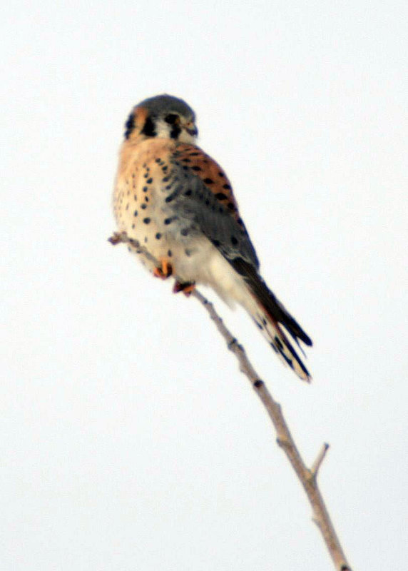 American Kestrel