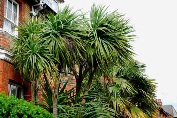 Urban palms