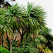 Urban palms