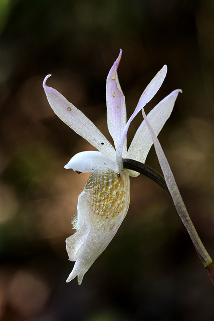 White Fairy Slipper