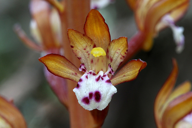 Corallorhiza maculata var. occidentalis