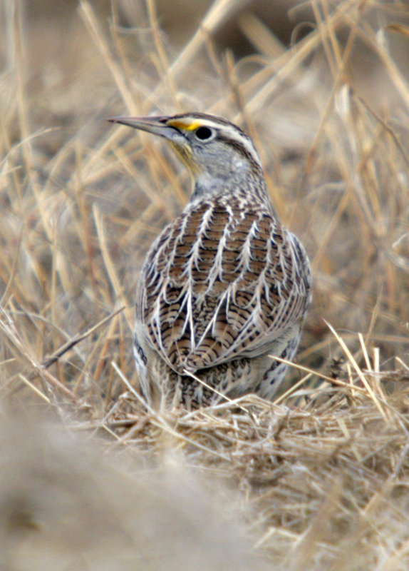 Western Meadowlark