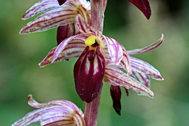 Striped Coralroot