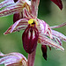 Striped Coralroot