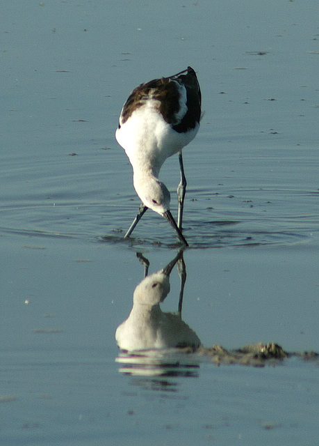 American Avocet