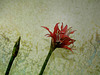 Texturation hippeastrum (2)