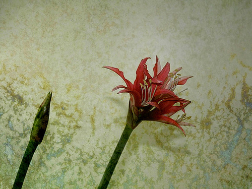 Texturation hippeastrum (2)