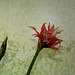 Texturation hippeastrum (2)