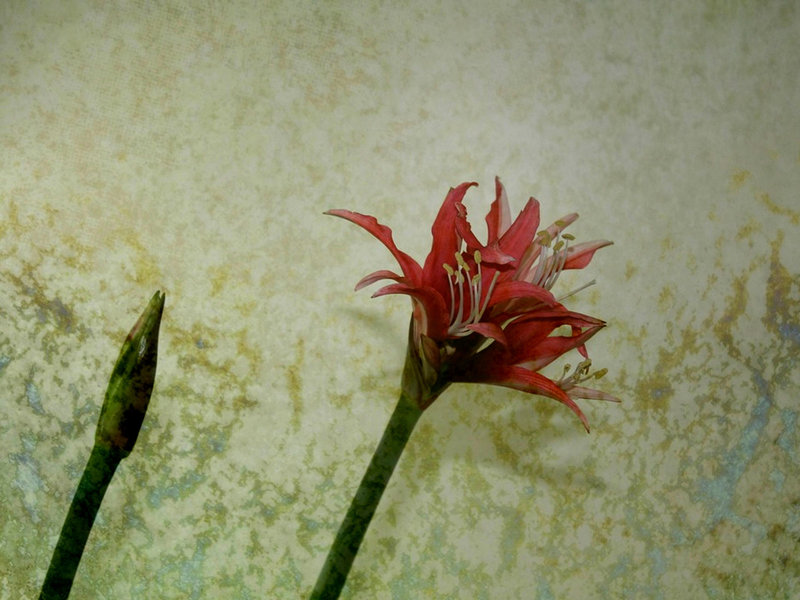 Texturation hippeastrum (2)