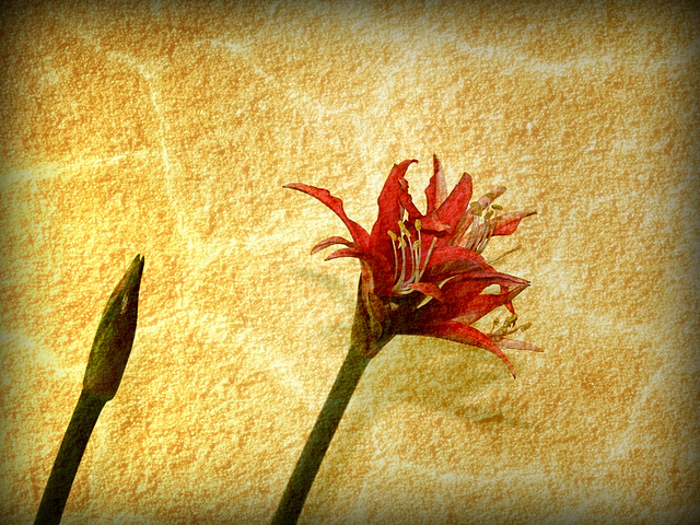 Texturation hippeastrum