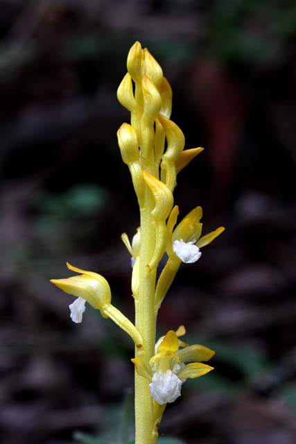 Corallorhiza maculata var. occidentalis fma. immaculata