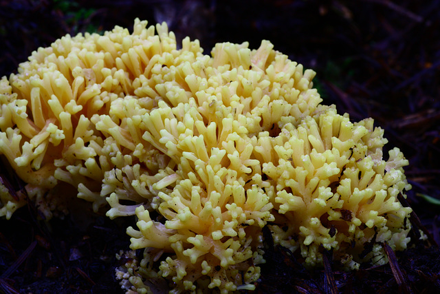 Coral Fungus