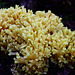 Coral Fungus