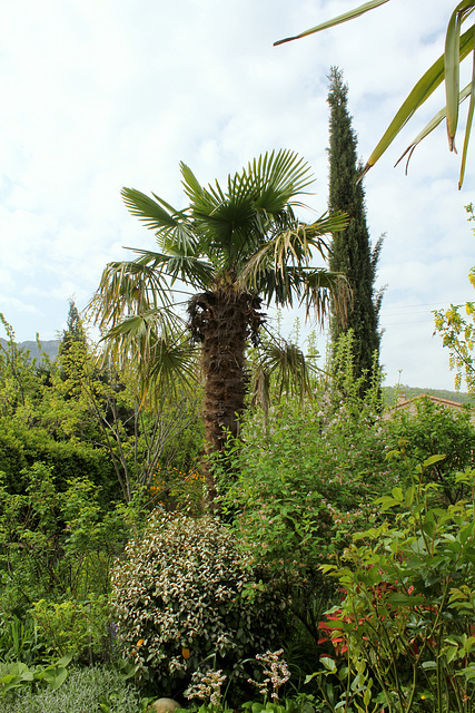 Trachycarpus fortunei