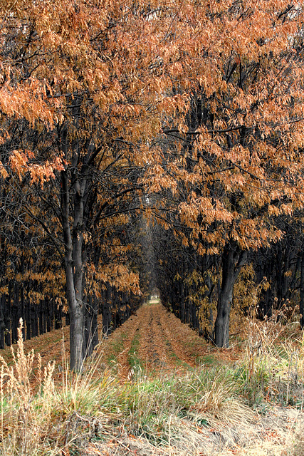 Tunnel Trees