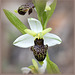 Ophrys philippii